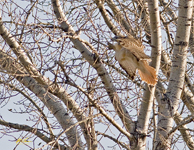 Red tailed Hawk
